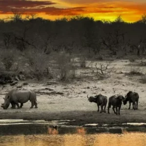 AFRICAN ADVENTURES